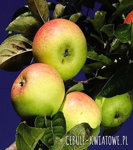 Jabłoń Królowa Renet (Złota Renata) 1 szt.