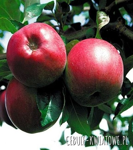 Jabłoń Malinowa Oberlandzka (Malinówka) 1 szt.