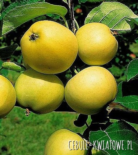 Jabłoń Oliwka Żółta (Papierówka) 1 szt.