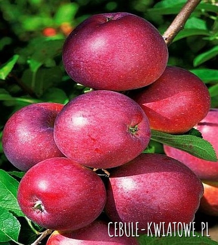 Jabłoń Spartan 1 szt.