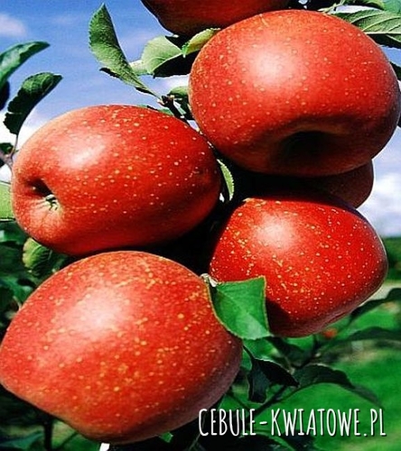 Jabłoń Szampion 1 szt.