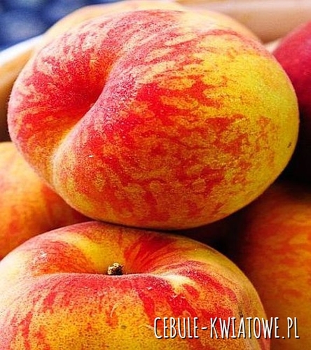 Brzoskwinia Kardinal (Cardinale) 1 szt.