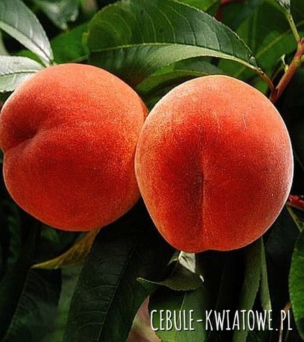 Brzoskwinia Kijowska Wczesna 1 szt.