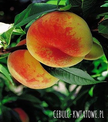 Brzoskwinia Vinegold 1 szt.