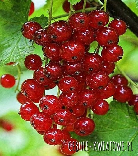 Porzeczka Rovada 1 szt.