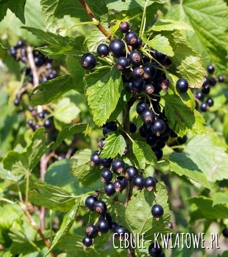 Porzeczka Titania 1 szt.