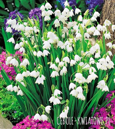 Leucojum Aestivum Śnieżyca Letnia 5 szt.