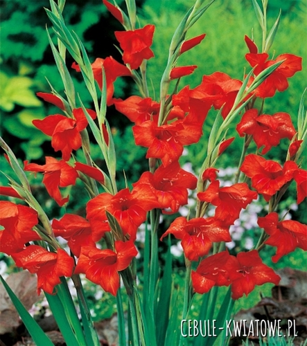 Gladiolus Mieczyk Nanus Mirella 5 szt.