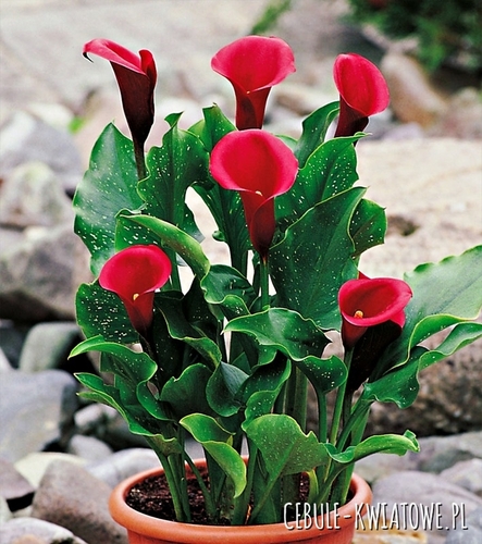 Zantedeschia Kalla Red Alert 1 szt.