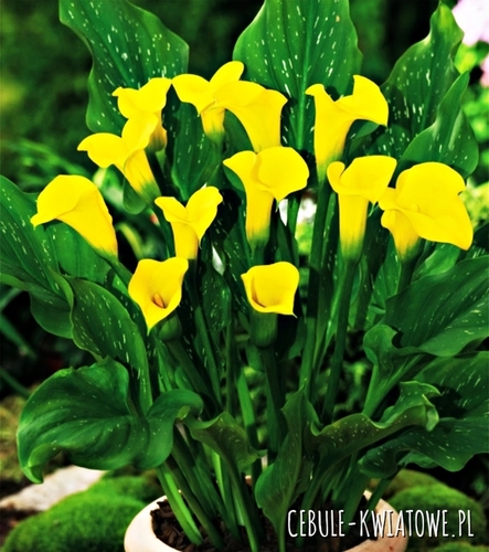 Zantedeschia Kalla Florex Gold 1 szt.