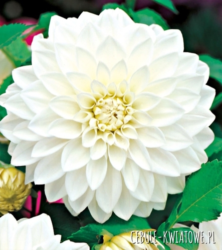 Dalia Dekoracyjna White 1 szt.