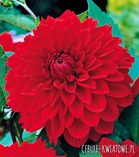 Dalia Dekoracyjna Red 1 szt.