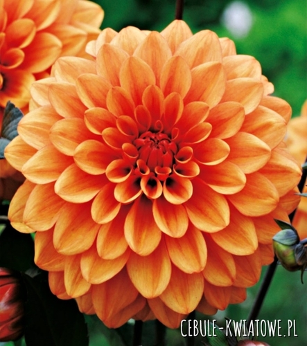 Dalia Dekoracyjna Orange 1 szt.