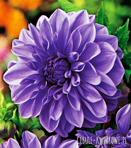 Dalia Dekoracyjna Niebieska Blue 1 szt.