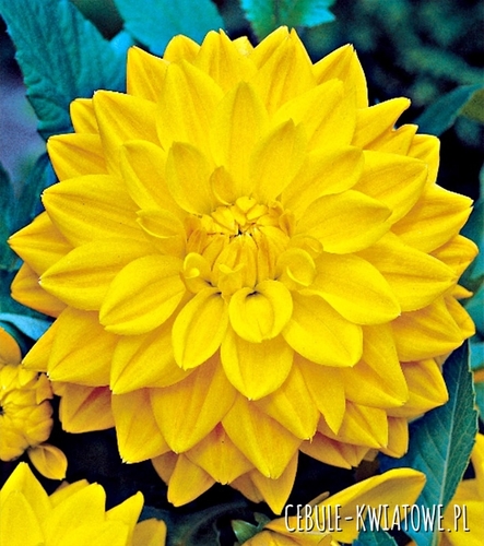 Dalia Dekoracyjna Yellow 1 szt.