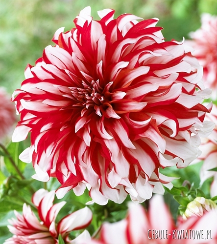 Dalia Dekoracyjna Santa Claus 1 szt.