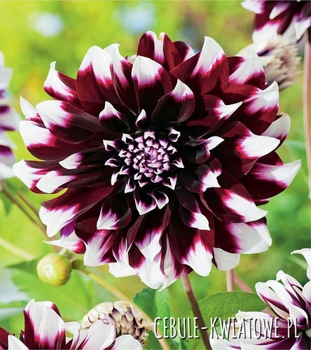 Dalia Dekoracyjna Contraste 1 szt.