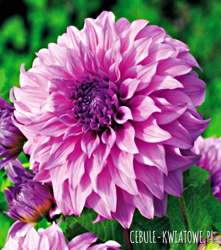 Dalia Talerzowa Vassio Meggos 1 szt.