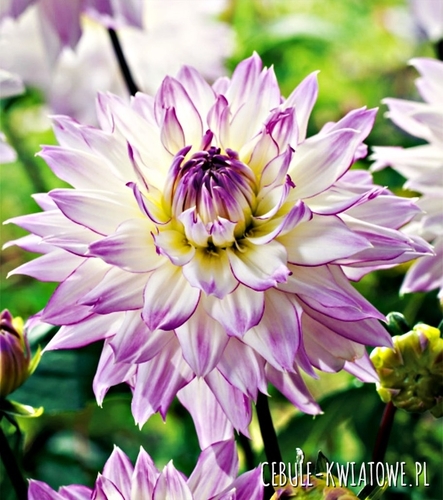 Dalia Dekoracyjna Crazy Love 1 szt.