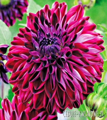 Dalia Talerzowa Osirium 1 szt.