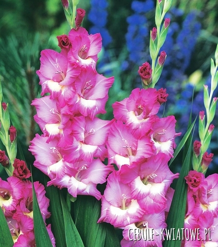 Gladiolus Mieczyk Wielkokwiatowy Rhapsody in Blue 5 szt.