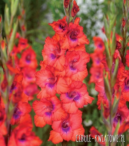 Gladiolus Mieczyk Wielkokwiatowy Tricolore 5 szt.
