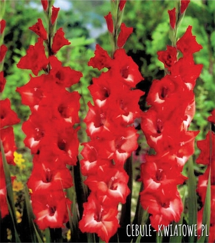 Gladiolus Mieczyk Wielkokwiatowy Belladonna 5 szt.