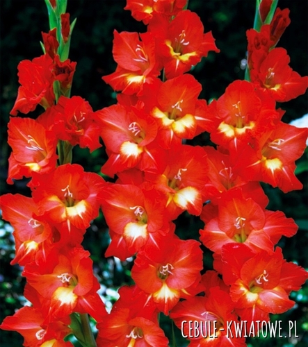 Gladiolus Mieczyk Wielkokwiatowy Nikita 5 szt.