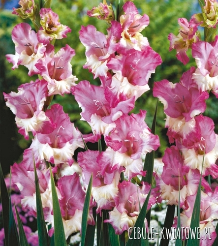 Gladiolus Mieczyk Wielkokwiatowy Maggie 5 szt.