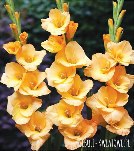 Gladiolus Mieczyk Wielkokwiatowy Vedetta 5 szt.