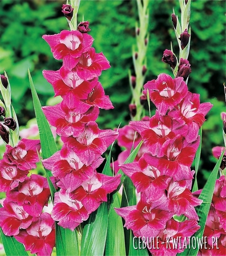 Gladiolus Mieczyk Wielkokwiatowy Velvet Eyes 5 szt.