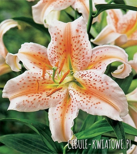 Lilia Orientalna Salmon Stargazer 1 szt.