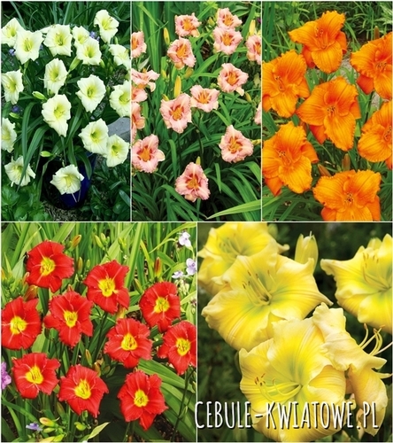 Zestaw Hemerocallis-Liliowiec Karłowaty 4 I wybór