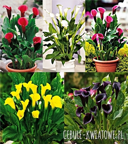 Zestaw Zantedeschia-Kalla doniczkowa "3" 18/20