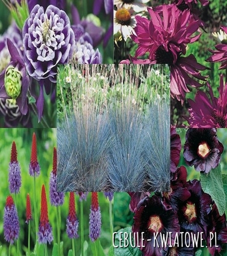 Zestaw Byliny 6 I wybór