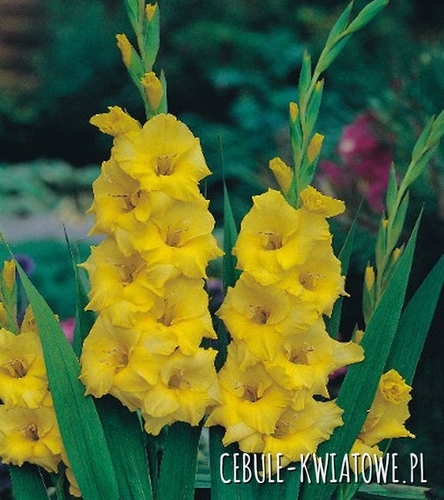 Gladiolus Mieczyk Wielkokwiatowy Jacksonville Gold 5 szt.