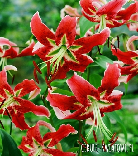 Lilia drzewiasta Black Beauty 1 szt.