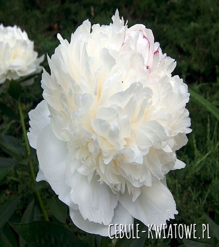 Piwonia Biała 1 szt