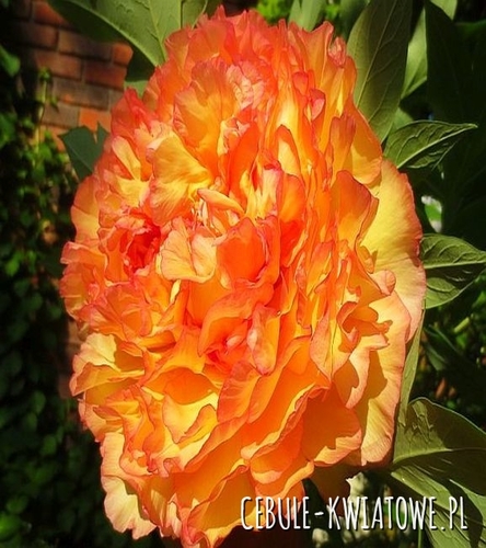 Piwonia Pomarańczowa 1 szt