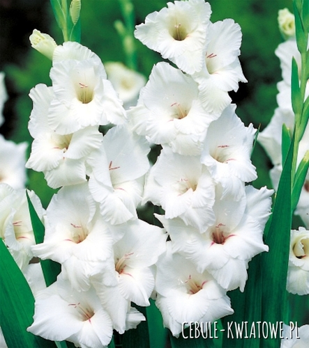 Gladiolus Mieczyk Wielkokwiatowy White Prosperity 5 szt.