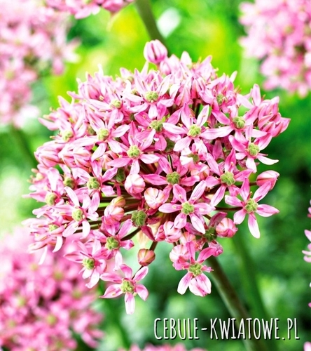 Allium - Czosnek Pink Jewel 1 szt.