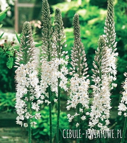 Eremurus - Pustynnik White Beauty Favourite 1 szt.