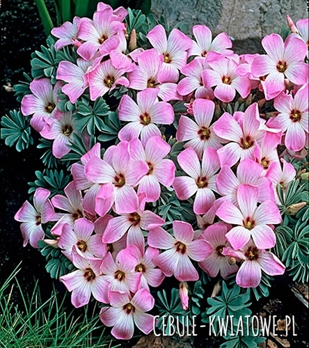 Oxalis Adenophylla - Szczawik Chilijski 5 szt.