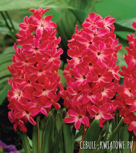 Hiacynt Red Magic 15/16 3 szt.
