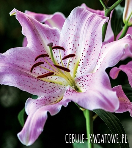 Lilia Orientalna Josephine 1 szt.