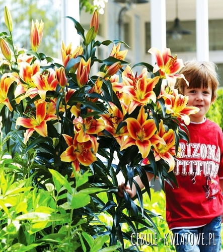 Lilia Drzewiasta Montego Bay 1 szt.