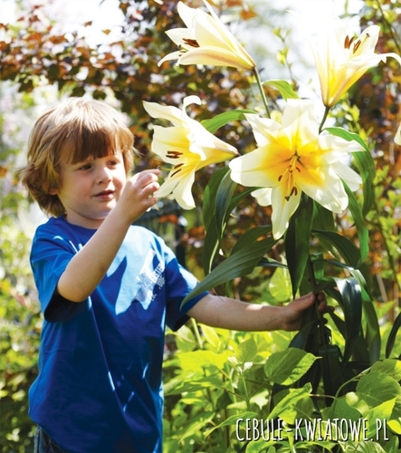 Lilia Drzewiasta High Tea 1 szt.