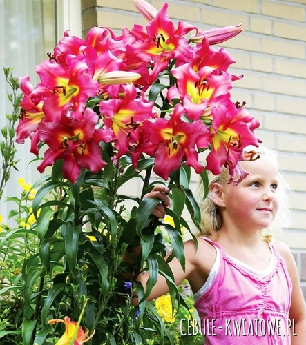 Lilia Drzewiasta Satisfaction 1 szt.