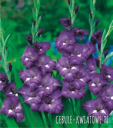 Gladiolus Mieczyk Wielkokwiatowy Blue Isle 5 szt.