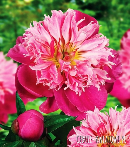 Piwonia Belleville 1 szt.